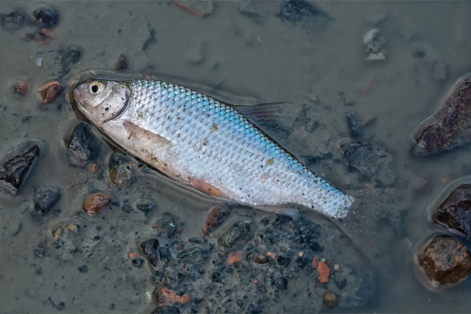 They are among the main culprits of ocean pollution